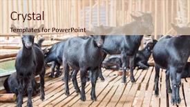  Presentation with goat farm - PPT theme featuring goat black in farm background and a lemonade colored foreground