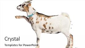  Presentation with animal - Slide deck having goat defecating in front background and a white colored foreground