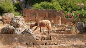  Presentation with steps - Theme with goat-grazes-on-the-steps background and a coral colored foreground