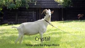  Presentation with grazing - Presentation theme having goat grazing at green meadow background and a yellow colored foreground