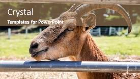  Presentation with goat farm - Theme featuring goat-head-profile-shot background and a coral colored foreground