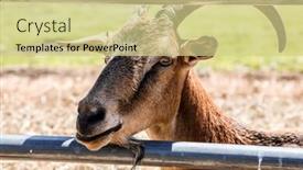  Presentation with goat farm - Beautiful PPT theme featuring goat-head-shot-on-farm backdrop and a soft green colored foreground