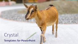  Presentation with goat farm - Presentation having goat-in-the-pasture-farm background and a sky blue colored foreground