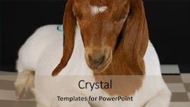  Presentation with floor - Colorful PPT layouts enhanced with two gears meshing together - old metal rusty cog gear backdrop and a gold colored foreground.