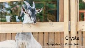  Presentation with goat farm - Slides with goat on farm background and a coral colored foreground