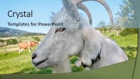  Presentation with pasture - Theme consisting of goat on pasture background and a light blue colored foreground