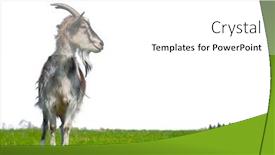  Presentation with meadow - Colorful presentation theme enhanced with goat-on-the-green-meadow backdrop and a white colored foreground