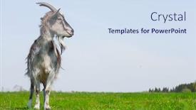  Presentation with meadow - Presentation theme enhanced with goat-on-the-green-sunny background and a sky blue colored foreground