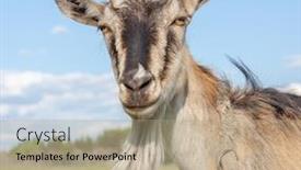  Presentation with meadow - PPT theme with goat-on-the-green-sunny background and a coral colored foreground