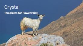  Presentation with rocks - Presentation theme featuring goat-on-the-rocks-socotra background and a ocean colored foreground