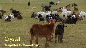  Presentation with mongolia - Amazing PPT theme having goat pasture in mongolia dry backdrop and a tawny brown colored foreground
