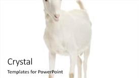  Presentation with scroll paper isolated on white - Beautiful presentation theme featuring goatling - goat standing up isolated backdrop and a white colored foreground