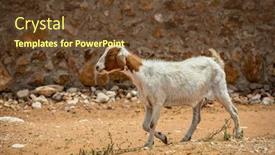 Presentation with south africa - Presentation theme with goat-walking-on-dry-land background and a tawny brown colored foreground