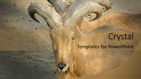  Presentation with cartoon goat - Audience pleasing slide deck consisting of goat with big horns zoo backdrop and a  colored foreground