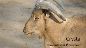  Presentation with zoo - Cool new presentation theme with goat with big horns zoo backdrop and a  colored foreground