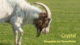  Presentation with pasture - Cool new presentation with goat with one horn backdrop and a tawny brown colored foreground