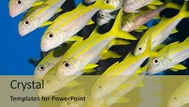  Presentation with school - Amazing PPT theme having goatfish mulloides vanicolensis marsa alam backdrop and a yellow colored foreground