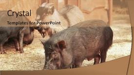  Presentation with pig - Cool new PPT theme with goatling - cute funny pig and goat backdrop and a coral colored foreground