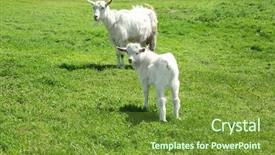  Presentation with going green - Beautiful presentation featuring goatling - cute goats on green meadow backdrop and a tawny brown colored foreground