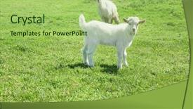  Presentation with meadow - PPT theme featuring goatling - cute goats on green meadow background and a mint green colored foreground