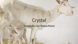  Presentation with kid prison - Slide set consisting of goatling - goat and her kid background and a  colored foreground