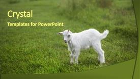  Presentation with going green - Amazing slide set having goatling - goat on a green lawn backdrop and a tawny brown colored foreground