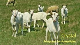  Presentation with hypertension in young - Audience pleasing PPT theme consisting of goatling - goats and young goats backdrop and a tawny brown colored foreground