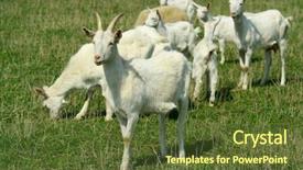  Presentation with hypertension in young - Slides featuring goatling - goats and young goats background and a tawny brown colored foreground