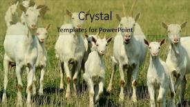  Presentation with grazing - PPT theme enhanced with goatling - goats and young goats background and a yellow colored foreground