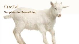  Presentation with white - Amazing PPT theme having goatling - kid standing up isolated backdrop and a  colored foreground