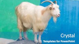  Presentation with rock minerals portrait - PPT theme consisting of goatling - portrait of one white goat background and a teal colored foreground