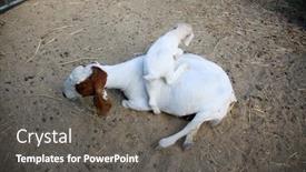  Presentation with goat farm - Presentation featuring goats-a-mother-goat background and a dark gray colored foreground