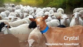  Presentation with animals nature - PPT theme with goats and sheep herd flock background and a coral colored foreground