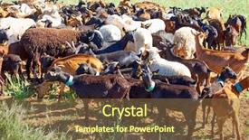 Presentation with sheep - Slides featuring goats and sheeps flock background and a tawny brown colored foreground