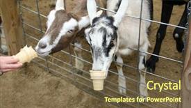  Presentation with ice cream cones - Slides enhanced with goats eating pellets background and a  colored foreground