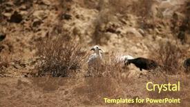  Presentation with hill - Amazing presentation theme having goats hanging backdrop and a  colored foreground