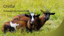  Presentation with going green - PPT theme consisting of goats on a green meadow background and a  colored foreground