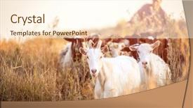 Presentation with sunshine - PPT layouts featuring goats on sunshine evening field background and a cream colored foreground
