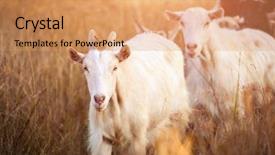 Presentation with sunshine - Amazing PPT theme having goats on sunshine evening field backdrop and a coral colored foreground