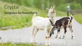  Presentation with pasture - Slides with goats pasture in the meadow background and a yellow colored foreground