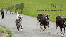  Presentation with pasture - PPT theme having goats pasture in the meadow background and a gold colored foreground