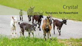  Presentation with pasture - Audience pleasing slides consisting of goats pasture in the meadow backdrop and a yellow colored foreground