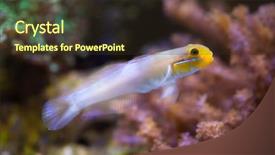  Presentation with sea - Beautiful presentation design featuring gobi - blueband goby valenciennea strigata sea backdrop and a  colored foreground