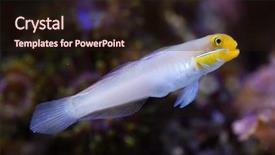  Presentation with sea - Theme featuring gobi - blueband goby valenciennea strigata sea background and a  colored foreground