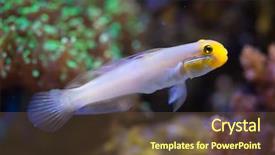  Presentation with sea - Amazing presentation design having gobi - blueband goby valenciennea strigata sea backdrop and a  colored foreground