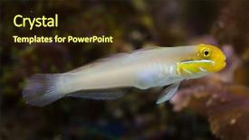  Presentation with extreme weather tropical cyclones - Theme having gobi - blueband goby valenciennea strigata tropical background and a wine colored foreground