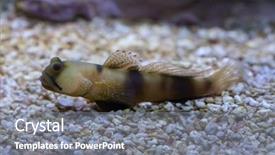  Presentation with marine - Cool new PPT layouts with gobi - bluespotted watchman goby cryptocentrus pavoninoides backdrop and a gray colored foreground