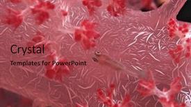  Presentation with fish - Theme with gobi - goby fish swimming along spiral background and a  colored foreground