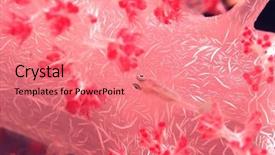  Presentation with fish nile tilapia - Beautiful slide set featuring gobi - goby fish swimming along spiral backdrop and a  colored foreground