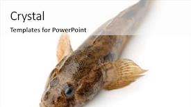  Presentation with frames isolated on white brown - Colorful presentation theme enhanced with gobi - monkey goby fish isolated backdrop and a white colored foreground